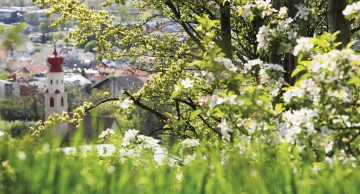 Wanderurlaub in Naturns zur Zeit der Apfelblüte in Südtirol