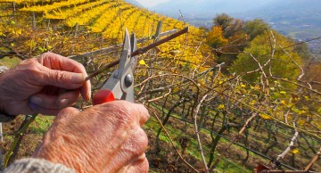 Südtirol hat eine Weinerfahrung von über 2000 Jahren